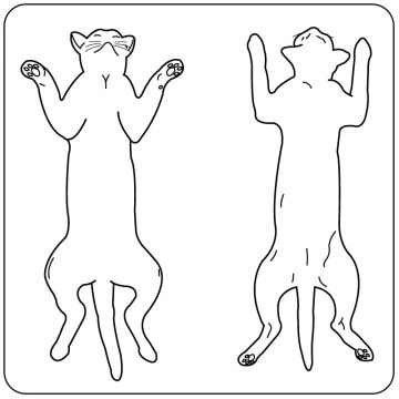 Feline Examination Record Label, 2-1/4" x 2-1/4"