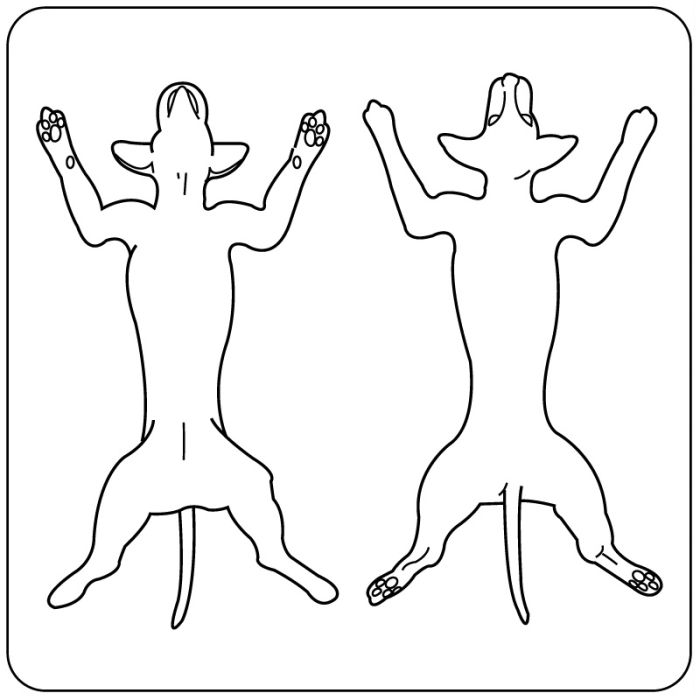 Canine Exam Record Label, 2-1/4" x 2-1/4" main product photo