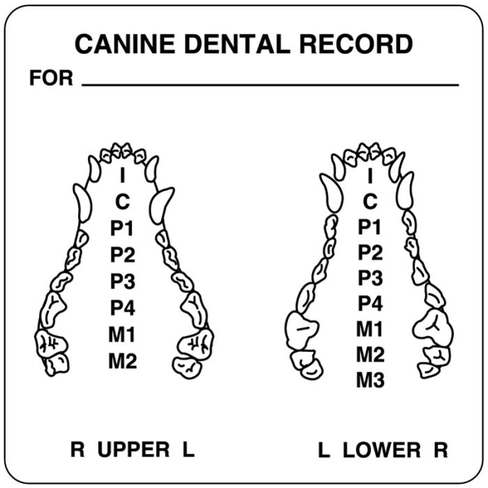 Canine Dental Records, Examination Record Label, 2-1/2" x 2-1/2" main product photo
