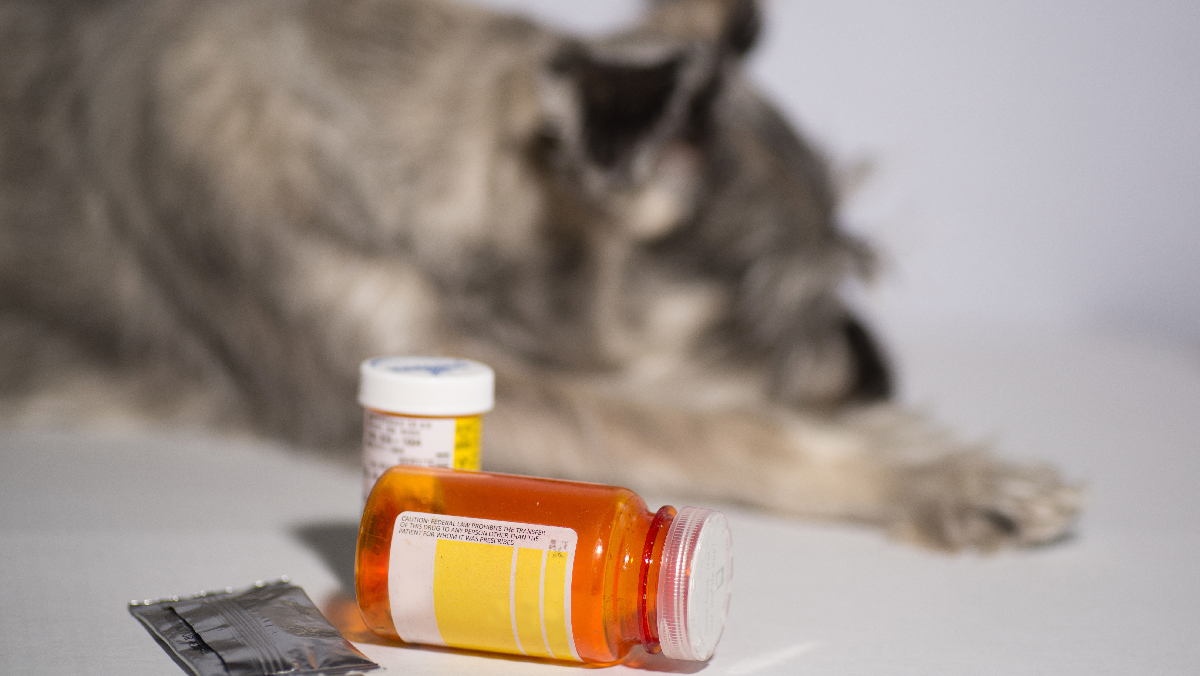 A Guide To Veterinary Prescription Label Requirements