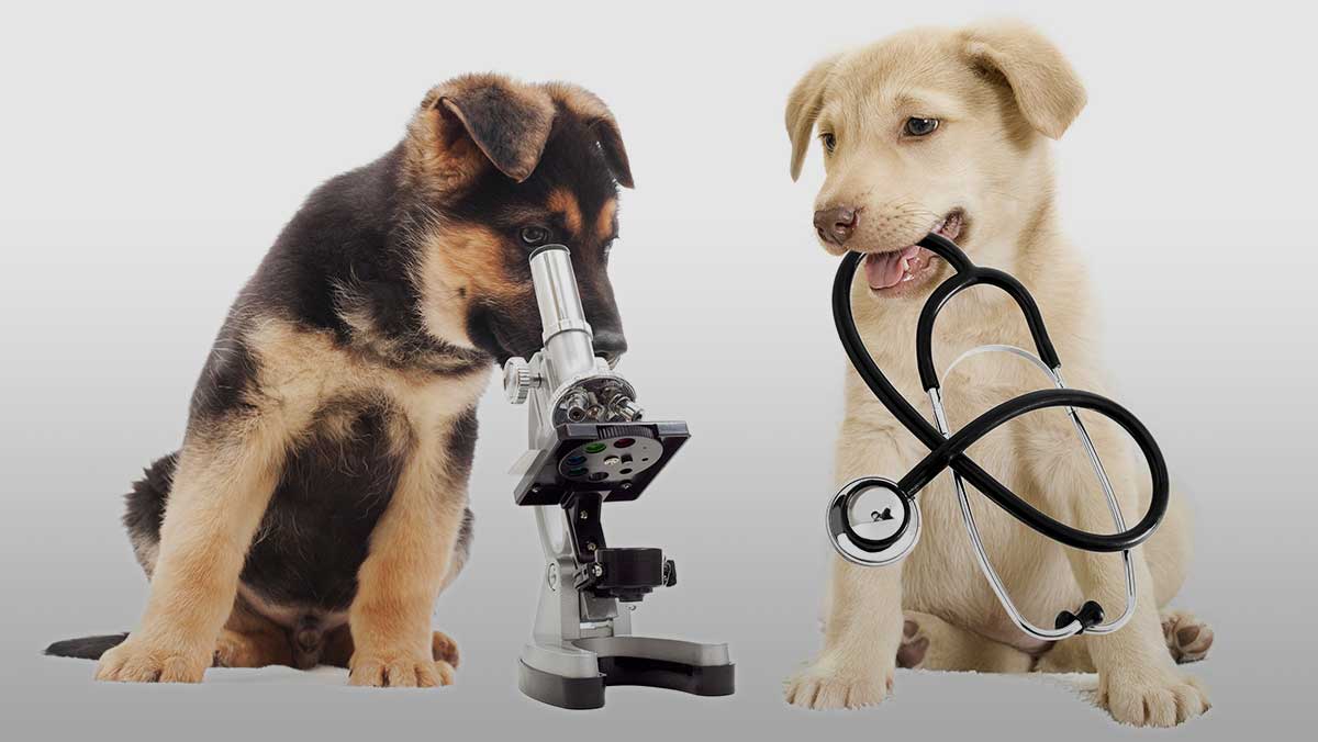 The Importance of Veterinary Lab Labels