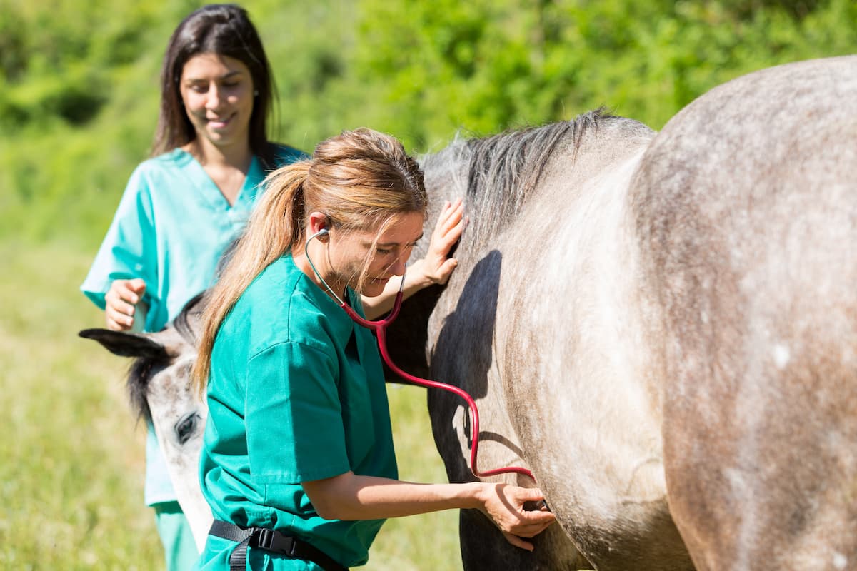 Labeling Solutions for Exotic & Equine Veterinarians