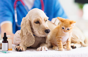 Veterinary Products