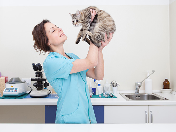 Veterinary Veterinary